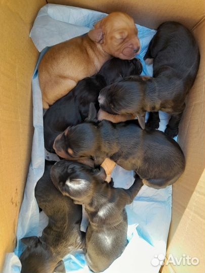 Английский Кокер Спаниель щенки