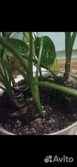 Диффенбахия