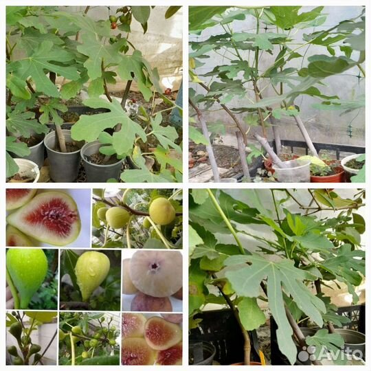 Саженцы инжира