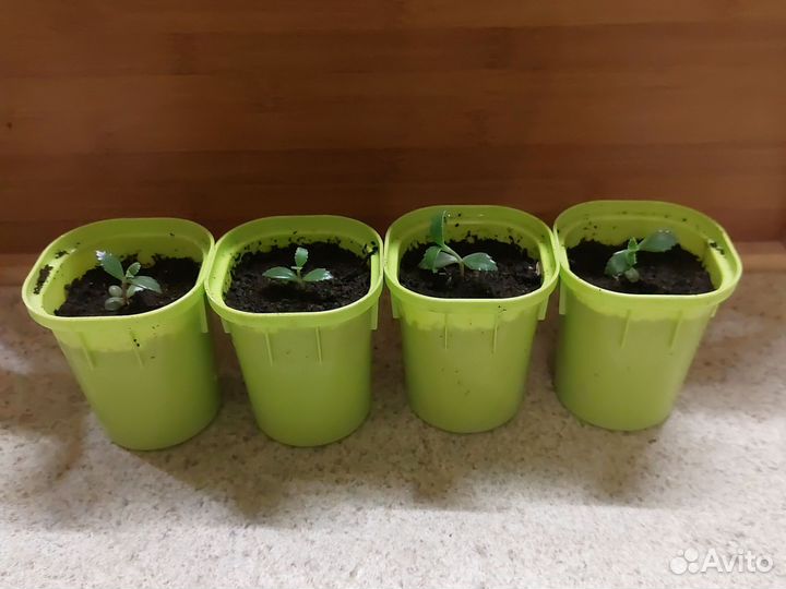 Каланхоэ лечебный Дегремона(живородящее)