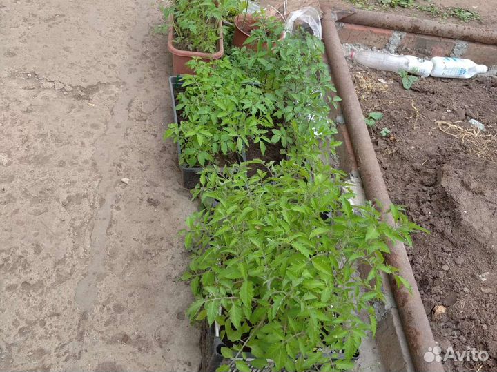 Рассада перца