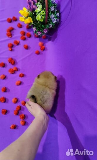 Щенки шпиц девочки и мальчики