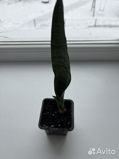 Комнатные растения