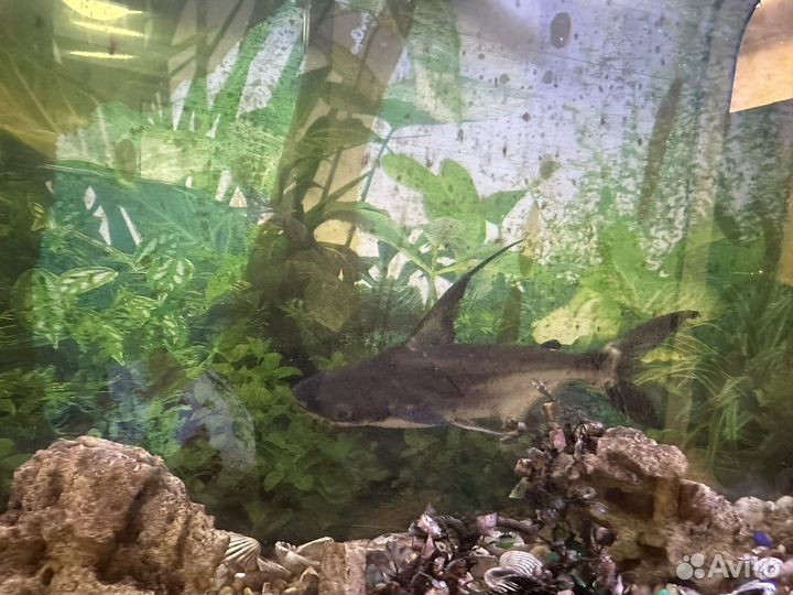 Сом акулий пангасиус