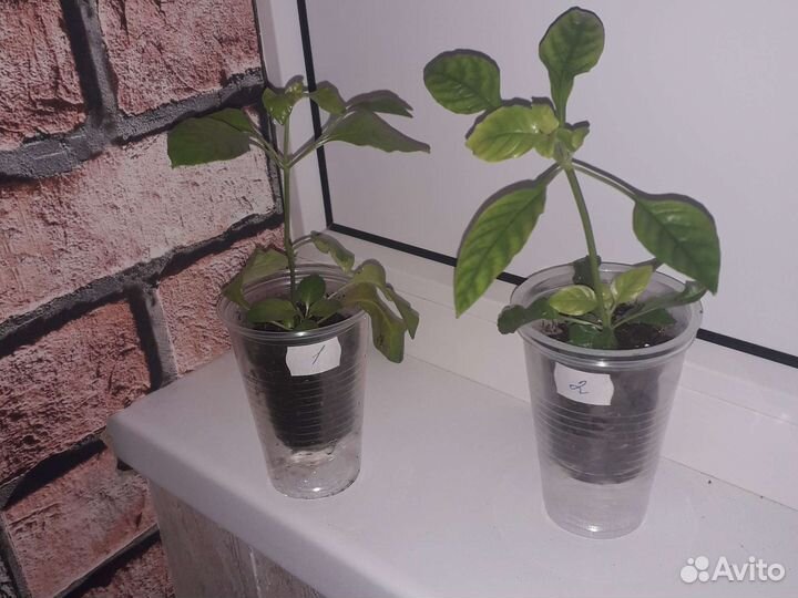 Кроссандра оранжевая и Голубой лёд, розовая