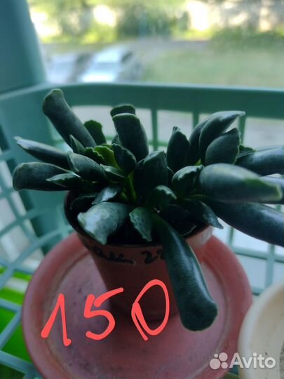 Комнатные растения