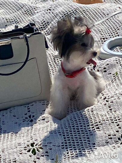 Маленькая девочка бивер йорк