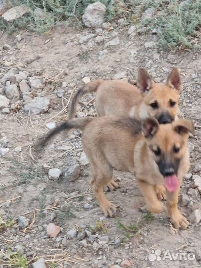 Щенки в добрые руки