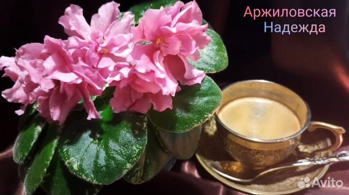 Цветущие фиалки