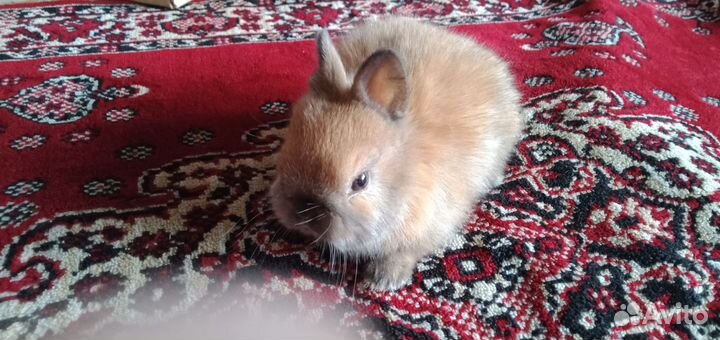 Кролики карлики