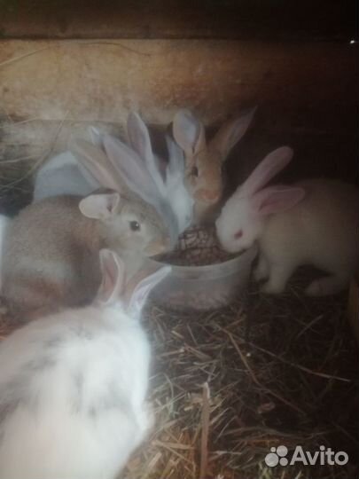 Продам кроликов