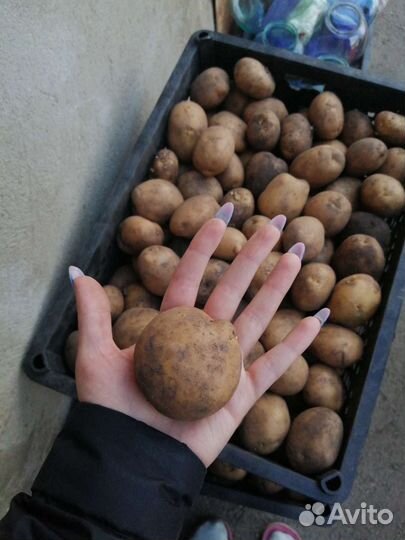 Семенной картофель 