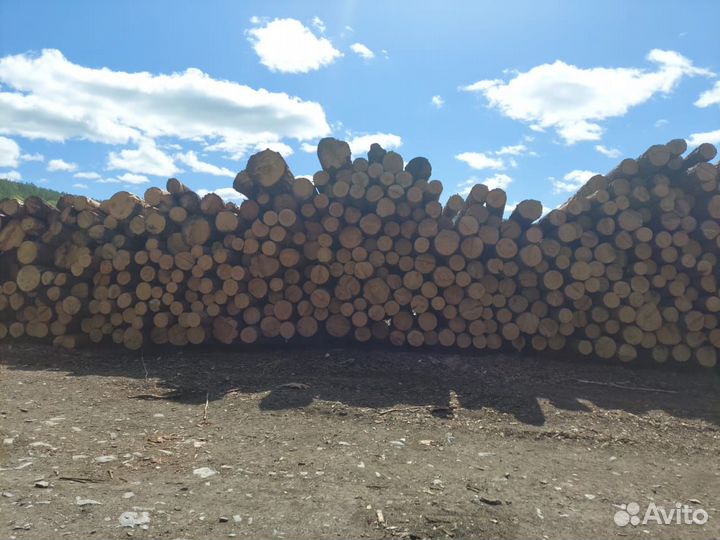 Кругляк пиловочник (сосна)