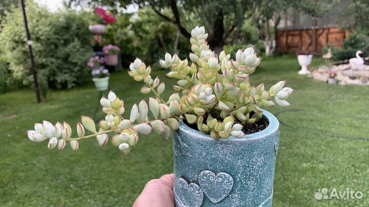 Суккуленты