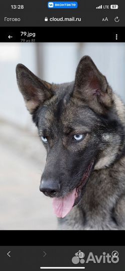 Метис Хаски в добрые руки