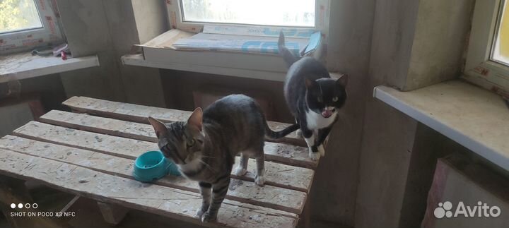 Два питерских пацана (котики)