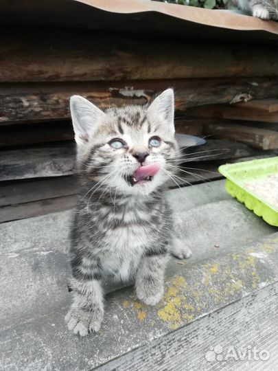 Котята в добрые руки от крысоловки