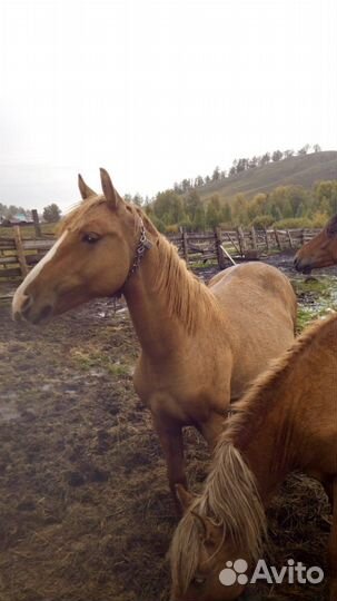 Продам жеребца