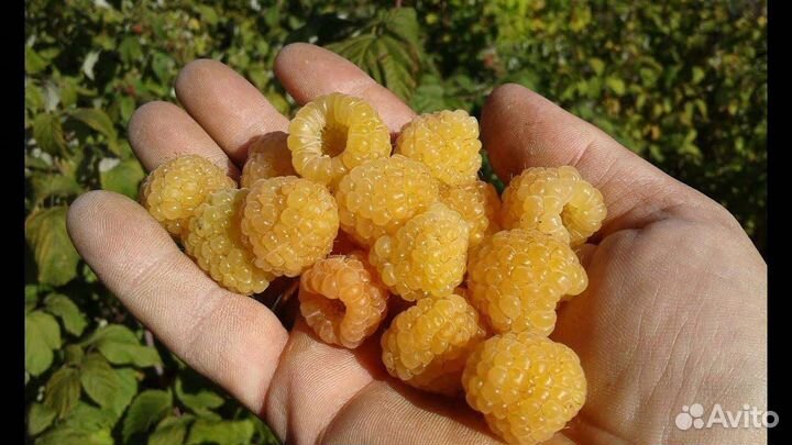 Малина желтый гигант