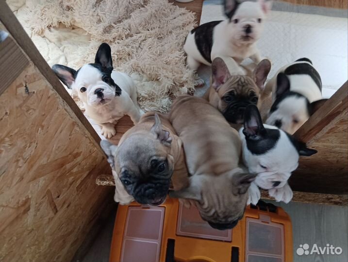 Французский бульдог мини щеночки