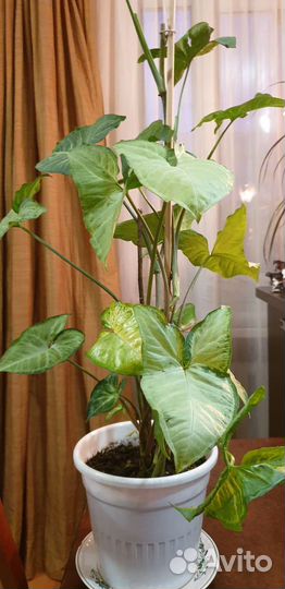 Сингониум сортовый