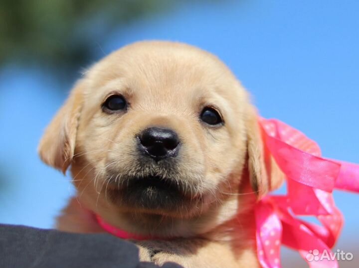 Щенки лабрадора документы РКФ