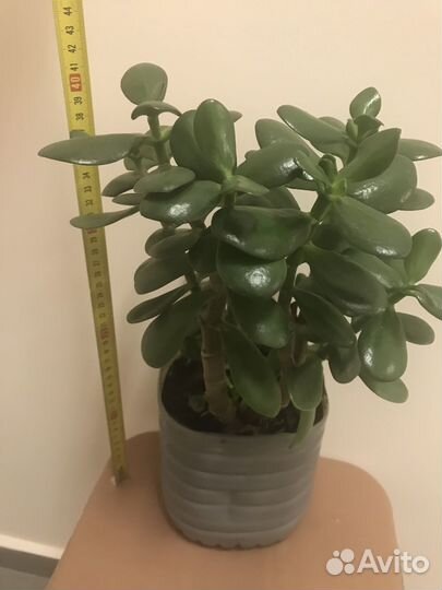 Денежное дерево