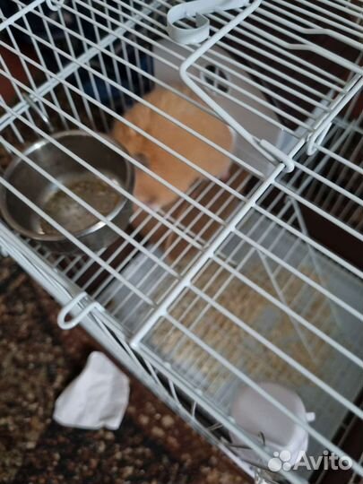 Сирийский хомяк с клеткой