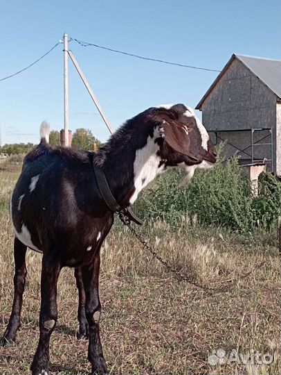 Нубийский козел, заанеесконубийская коза и козлята