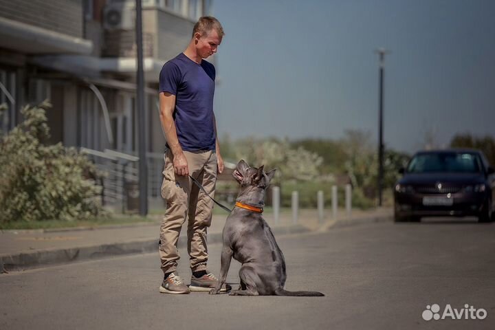 Передержка собак, воспитание с проживанием