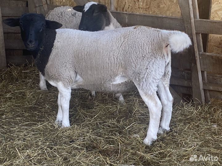 Боран дорпер