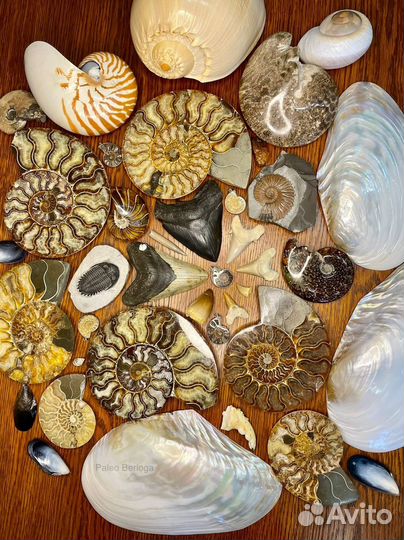 Аммонит Choffaticeras