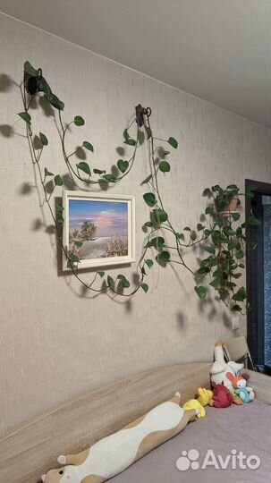 Сциндапсус (лиана)