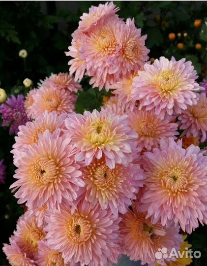 Хризантемы