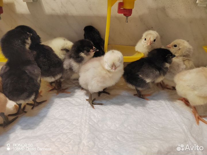 Цыплята суточные доминант
