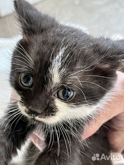 Котята