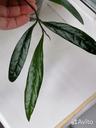 Хойи срезом 1