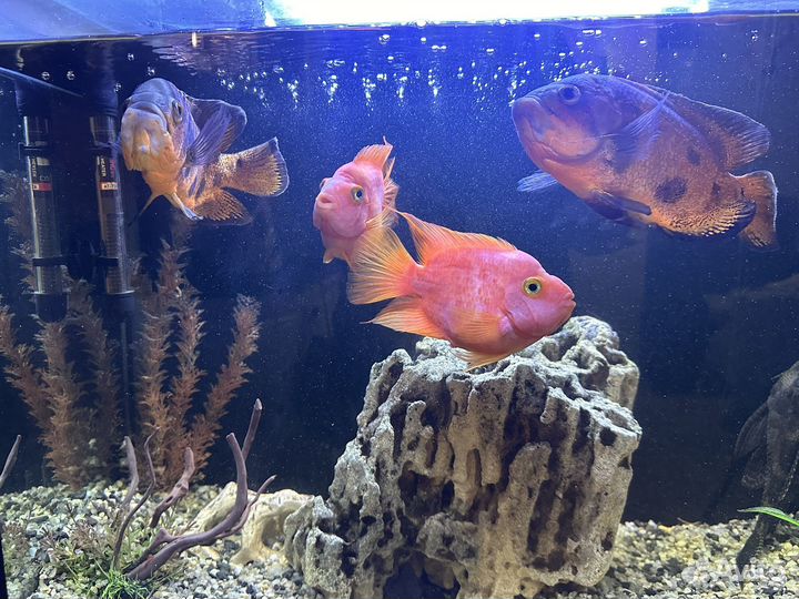 Крупные рыбы цихлиды