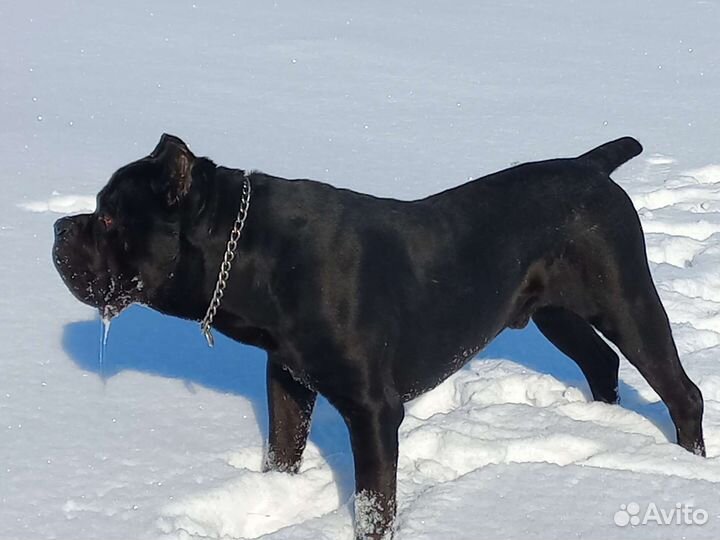 Вязка Кане Корсо