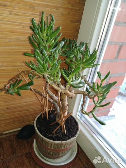 Крассула толстянка(хоббит)