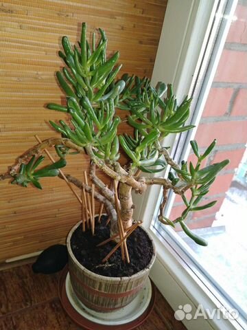 Крассула толстянка(хоббит)