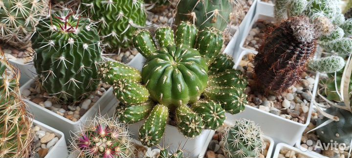 Кактус Matucana Polzii