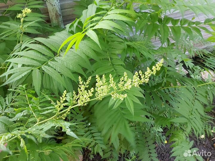 Папоротник садовый