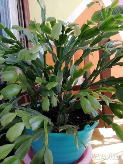 Комнатные цветы