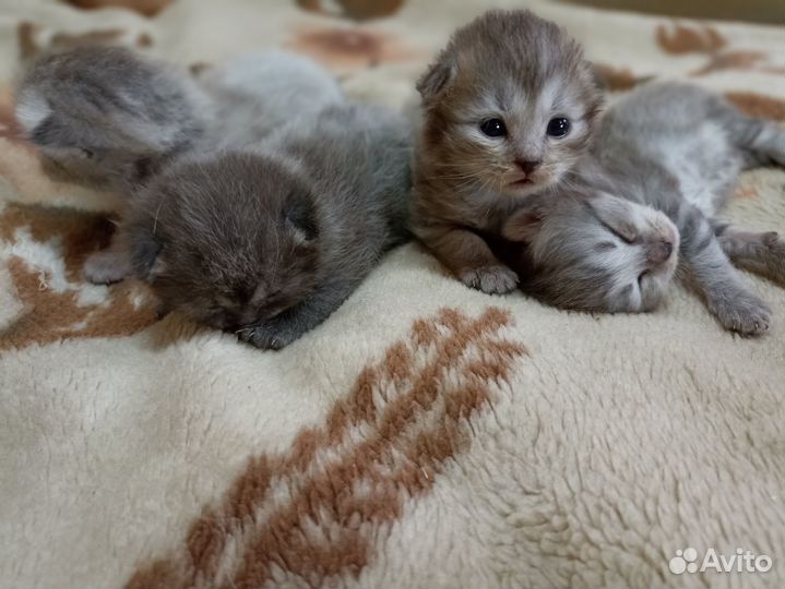 Отдадим котят
