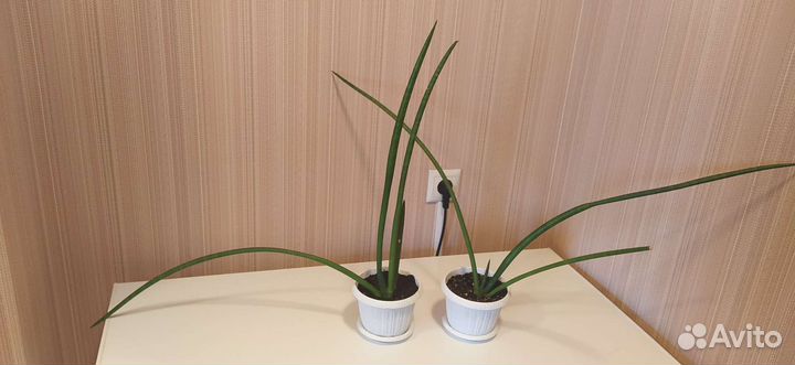 Сансивьерия цилиндрика