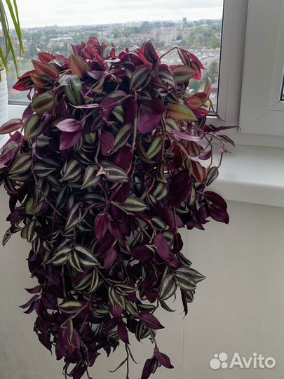 Традесканция зебрина