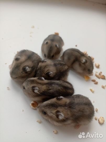 Джунгарский хомяк