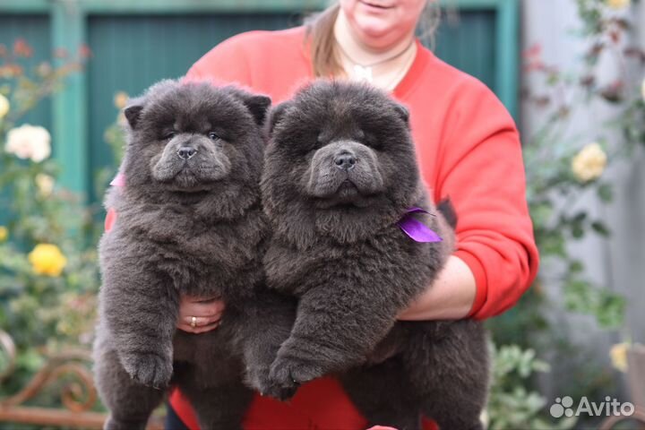 Чау-чау щенки