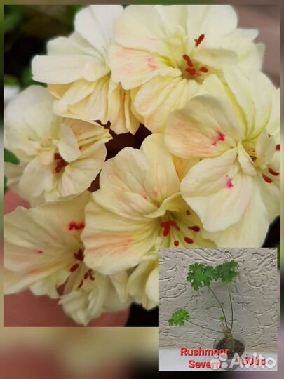 Пеларгонии сортовые